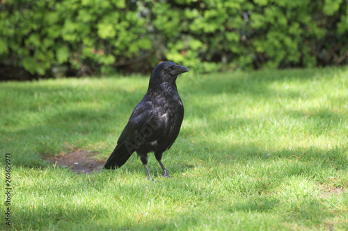 black crow on grass
