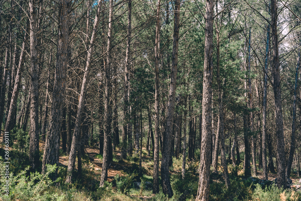 Naklejka premium Spanish scenery,hills and blue sky. Mediterranean landscape, woods and mountains. Pines.