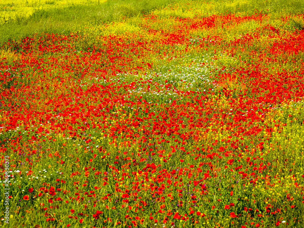 Toscana, campo con fiori di papavero.