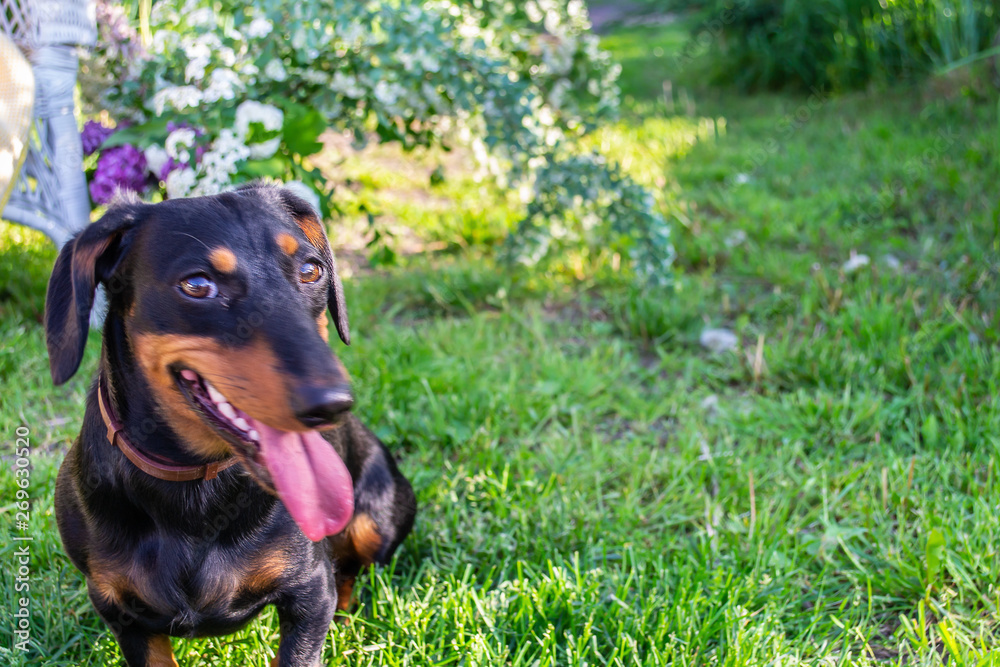 Happy smily dachshund dog on green garden background with placeholder