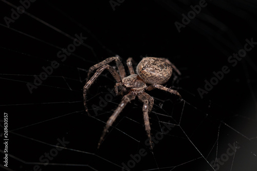Macro of a spider on a black background