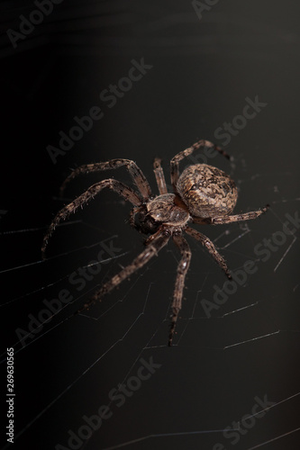 Macro of a spider on a black background