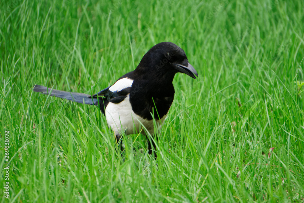 Magpie opened the beak, walking in the fresh spring green grass. Ornithology Magpie opened the beak, walking in the fresh spring green grass. Ornithology