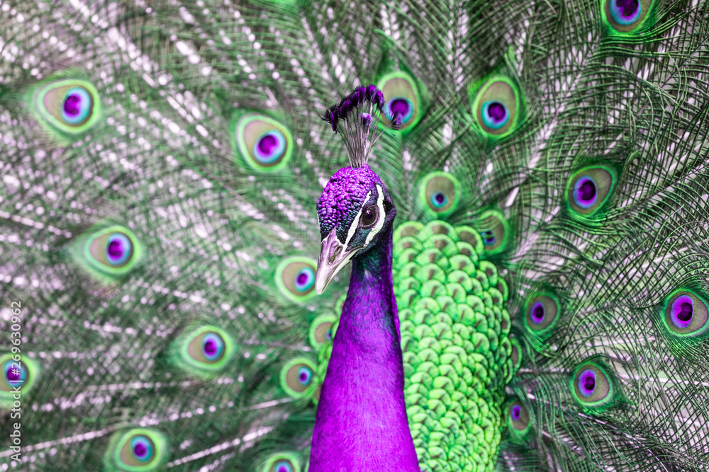 Fototapeta premium Peacock with all its colors
