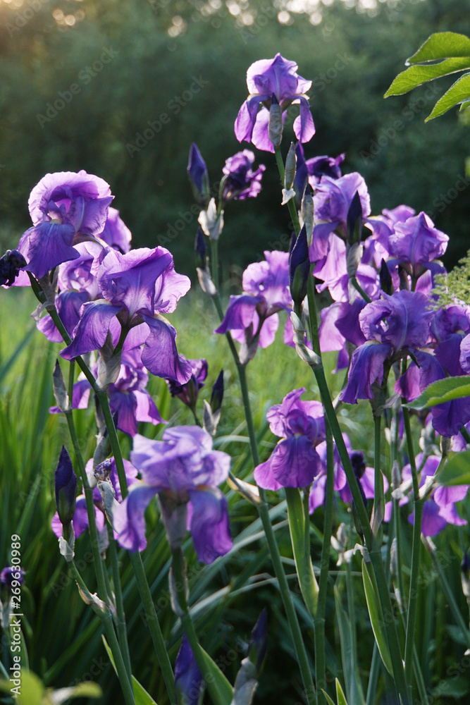 Deutsche Schwertlilie, Iris germanica Deutsche Schwertlilie, Iris germanica