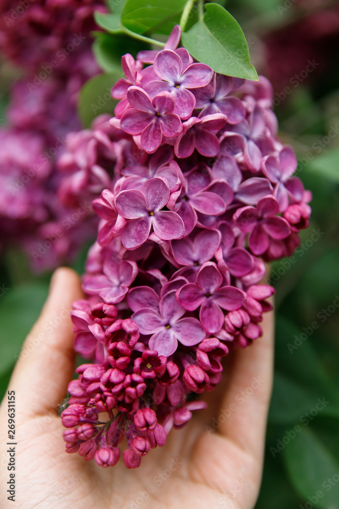 Bunch of beautiful purple/violet lilac on the palm of a man, soft focus. Summer fragrant lilac flowers Bunch of beautiful purple/violet lilac on the palm of a man, soft focus. Summer fragrant lilac flowers
