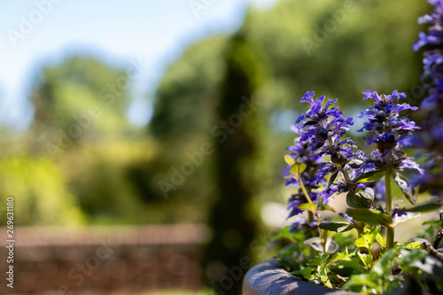 purple flowers in the garden