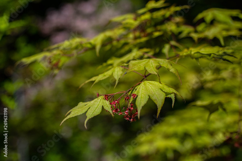 green leaves of a tree
