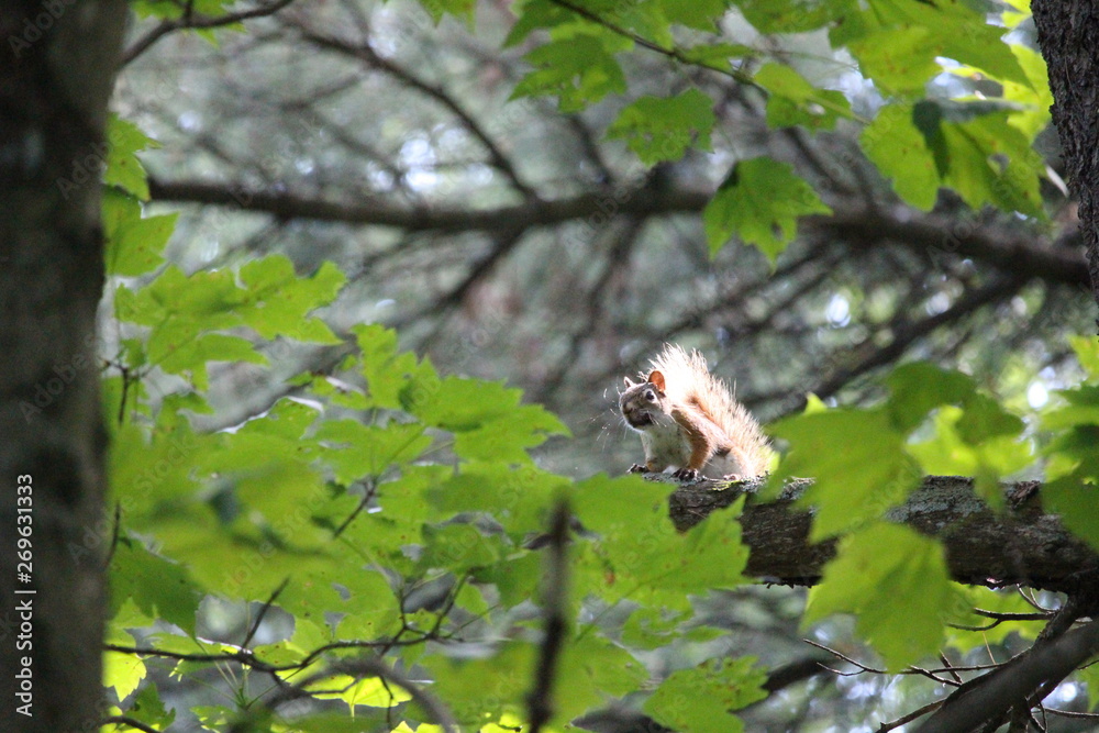 Foraging Squirrel Foraging Squirrel