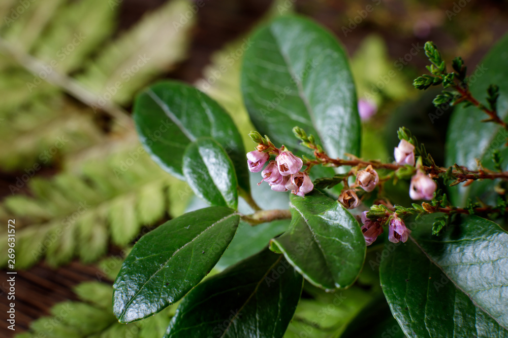 sprig of heather lies on the leaves of lingonberry and fern. soft focus. sprig of heather lies on the leaves of lingonberry and fern. soft focus.