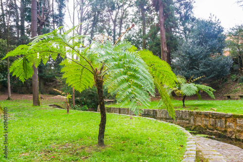 Australian or lacy tree fern photo