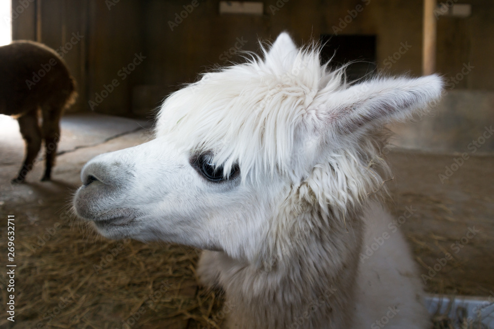 Beautiful and cute baby white alpaca looking ahead