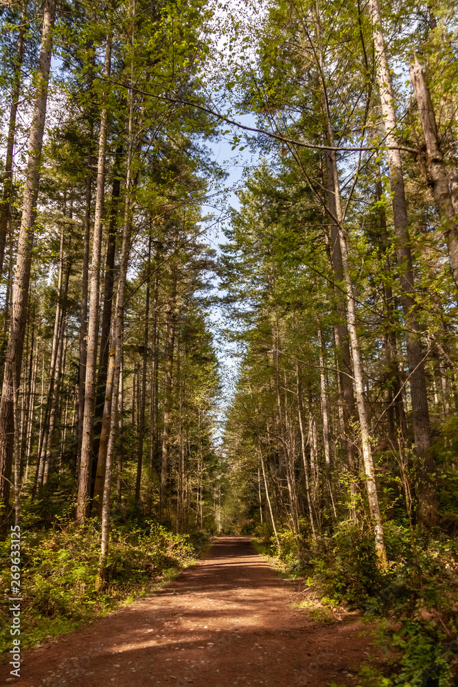 Fototapeta premium path in the forest