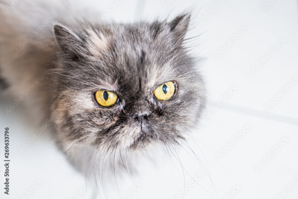 Portrait d'un chat persan gris