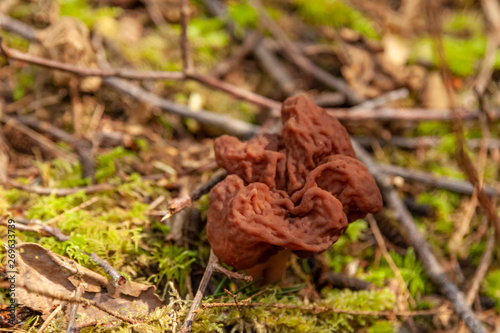 false morel mushroom in forest