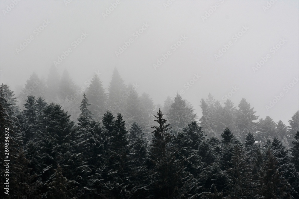 Fototapeta premium fog over the pine forest