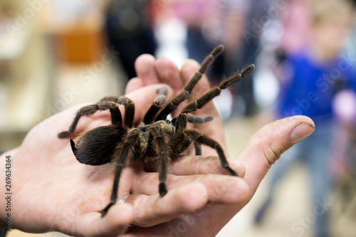 Spider tarantula Phormictopus auratus sitting on a hand. At the exhibition of exotic animals, contact zoo. reporting shooting.