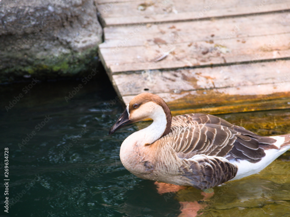 goose in water