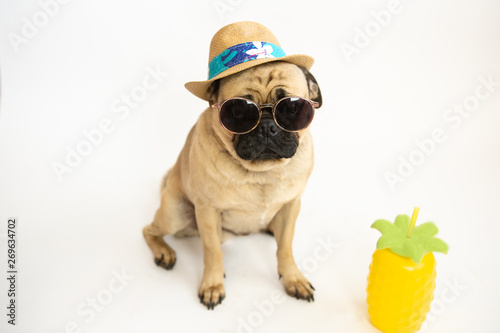 Cute pug dog wearing a summer panama hat & sunglasses with a pineapple drink © Lori
