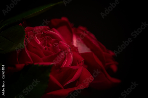 Beautiful fresh red rose in focus in darkness. Close up of red rose petal isolated on black background