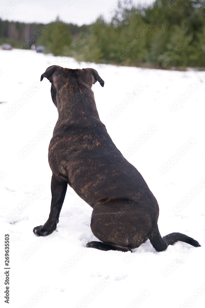 Obraz premium Young brindle Staffordshire Bull Terrier dog sitting outdoors on a snow in winter. Backside view