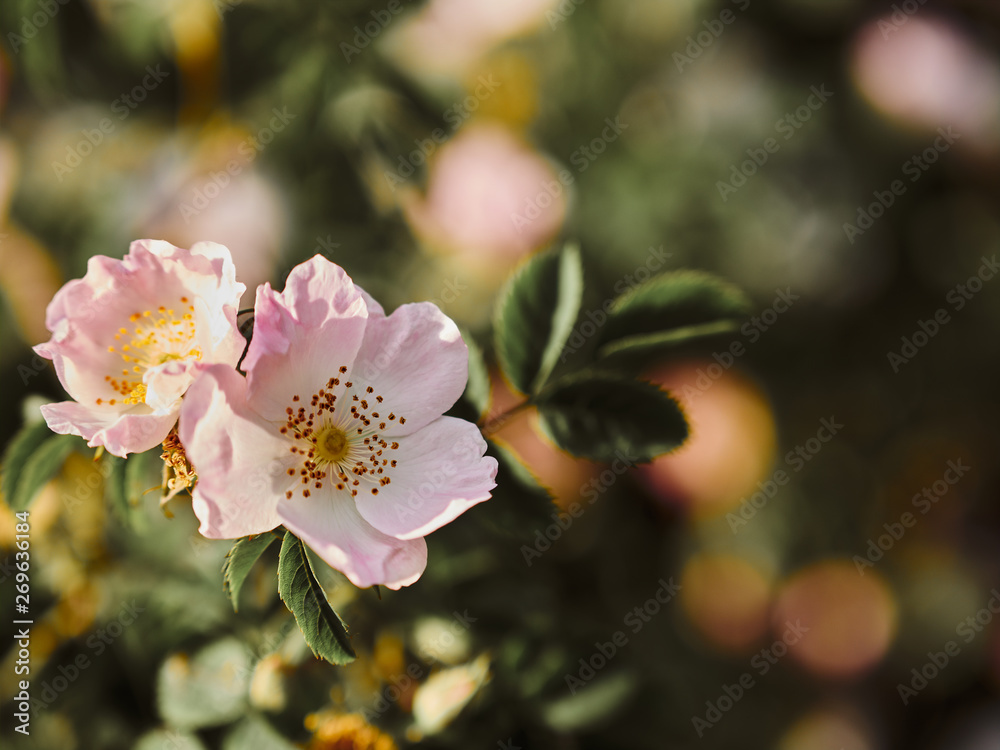 Obraz premium pink flowers of a tree