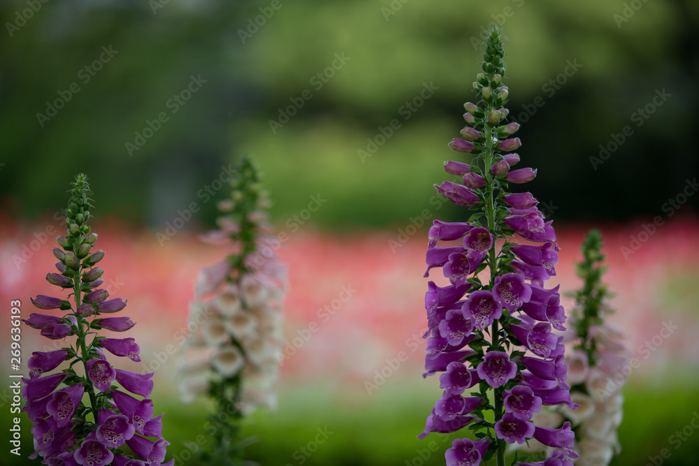 Obraz premium ルピナスの花