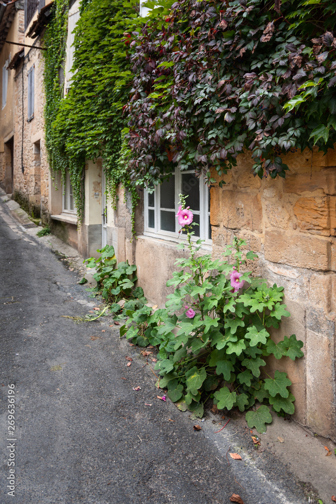 Fototapeta premium Pink flower in a rustic village street