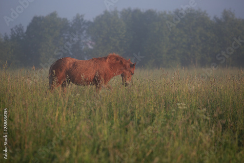 foal on a pasture