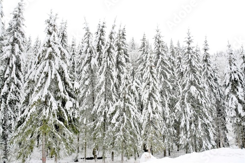 landscape with a  fir forest covered with snow © sebi_2569