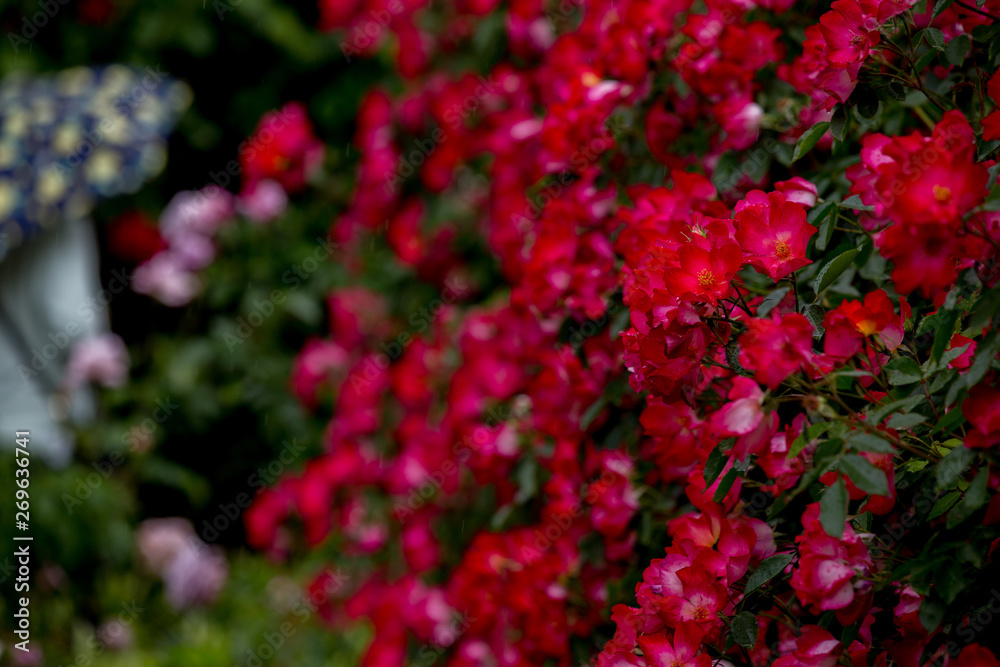 花 花