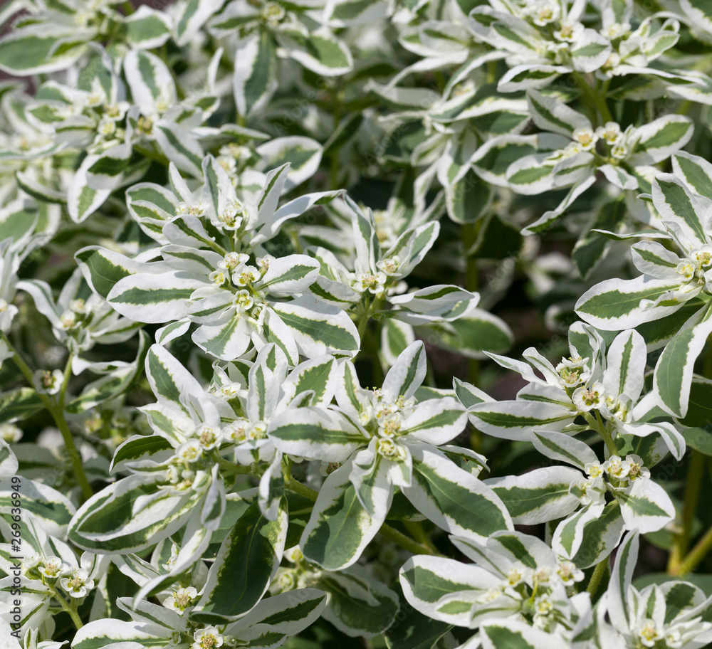 Obraz premium plant is white and green.