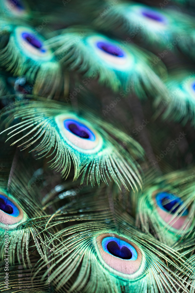 Naklejka premium Peacock with all its colors