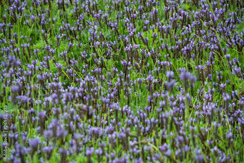 close up of lavender field. background for fresh and botanical background