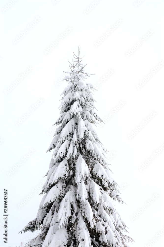 a pine tree covered with snow