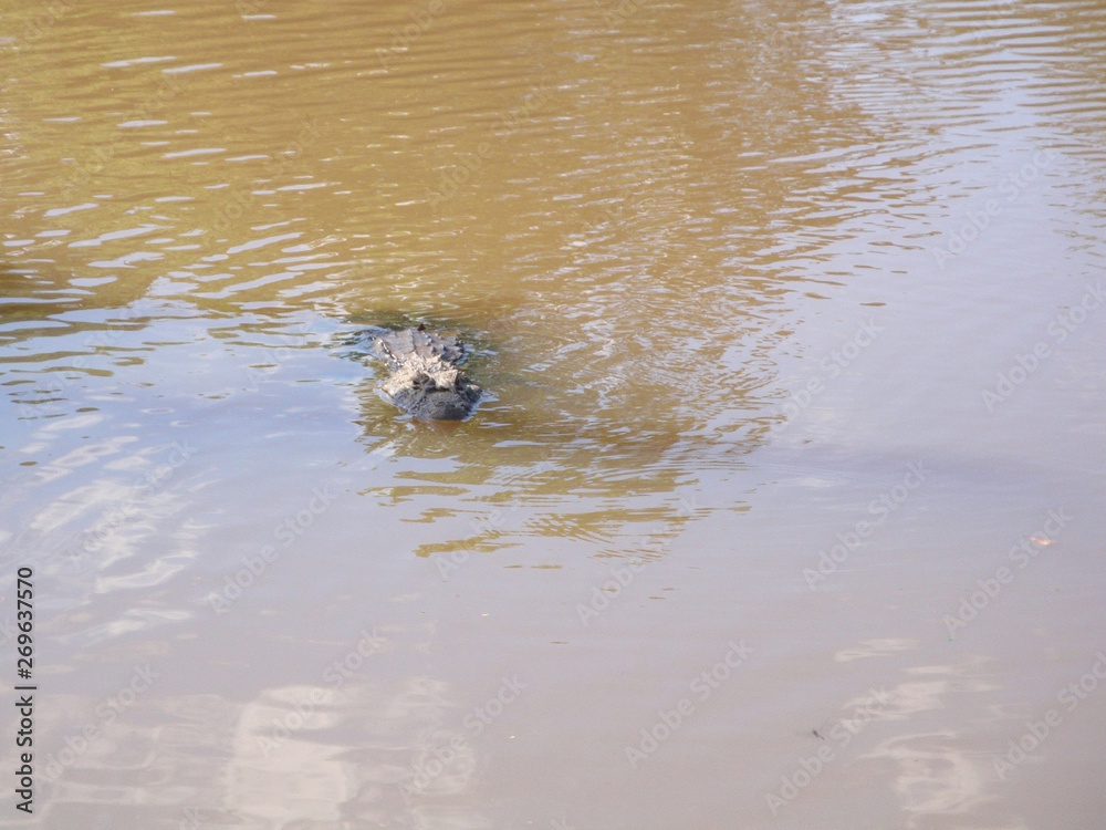 Broad snouted caiman (Caiman latirostris) in Bonito, Mato Grosso do Sul, Brazil                  