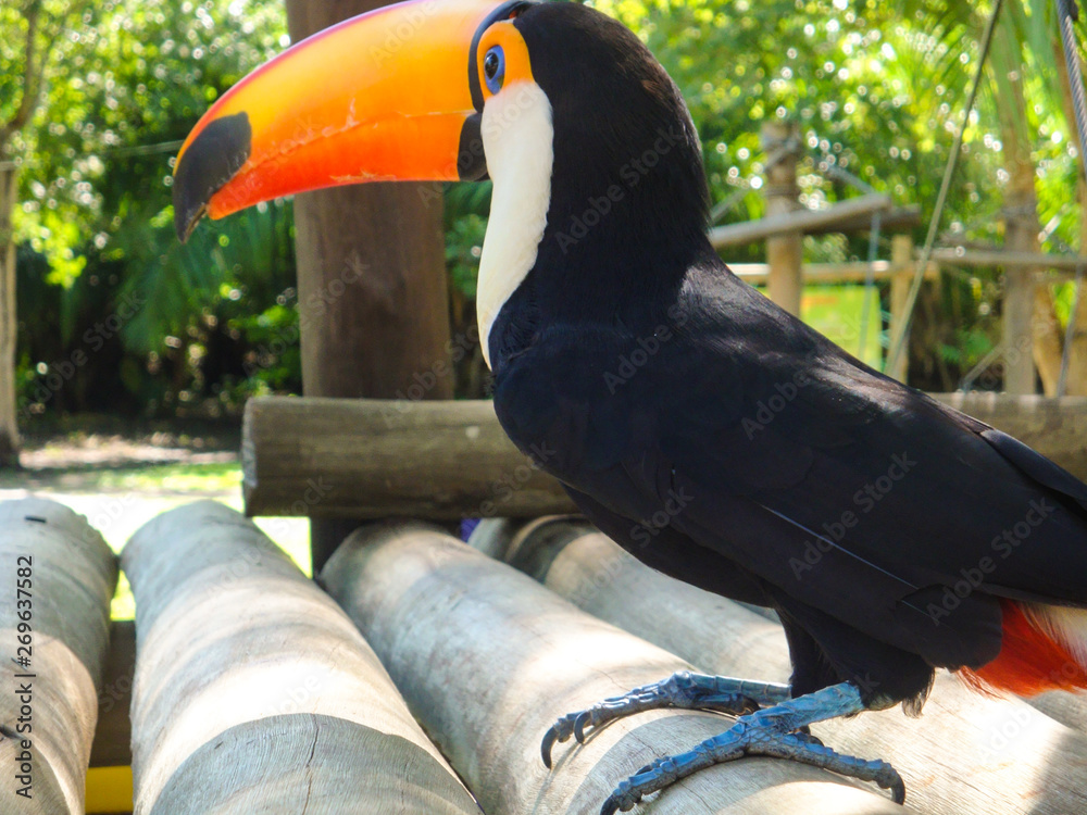 Fototapeta premium Toucan (Ramphastos toco) on the branch, Brazil