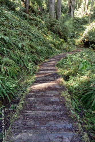 Hiking Trail in a California Redwood Forest