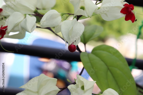 clerodendrum thomsoniae photo