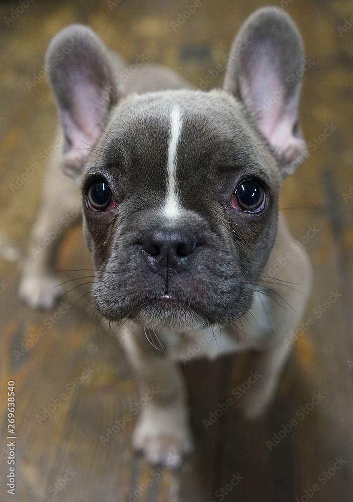 frenchbulldog baby