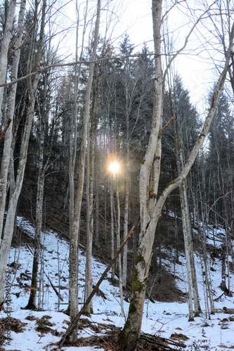 a sunrise in the forest in winter