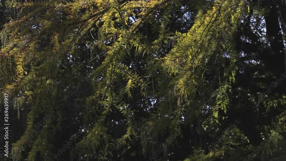  Mayflies swarmming 1235 4