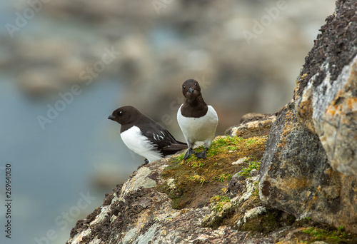 Obraz na płótnie Little Auks on cliff