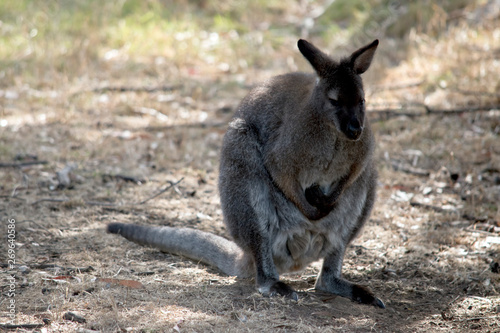 a brush tailed rock wallaby