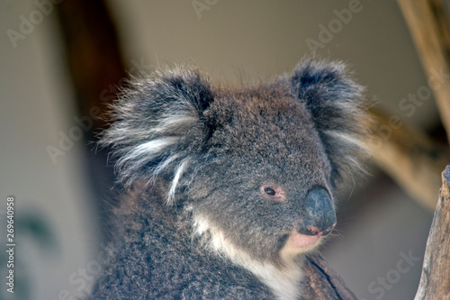this is a close up of an australian koala © susan flashman