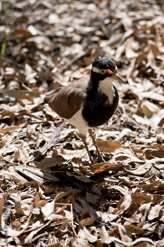 the banded lapwing is walking across the forest