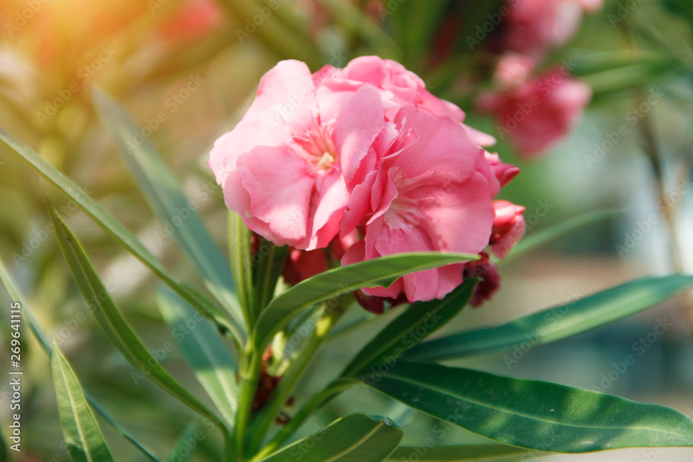 Pink oleander on a green background