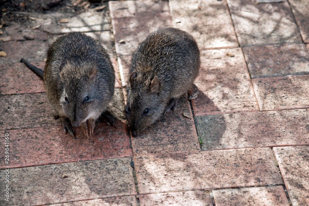 Obraz premium two long nosed potoroos