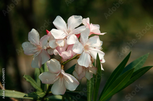 Fototapeta Naklejka Na Ścianę i Meble -  Pink oleander on a green background