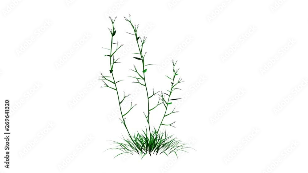 3d rendering of a growing realistic plant isolated on white 3d rendering of a growing realistic plant isolated on white